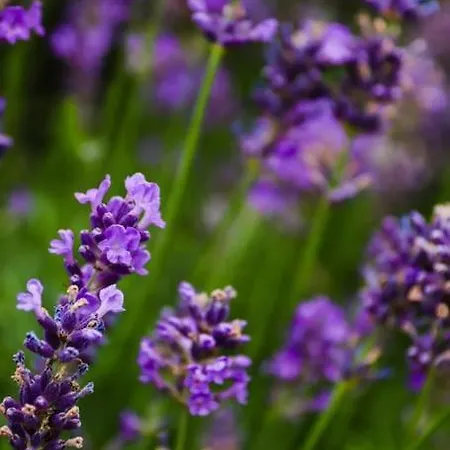 Апартаменты Tiny House Kotten Kunterbunt Ноттульн