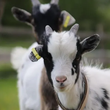 Tiny House Kotten Kunterbunt Ноттульн