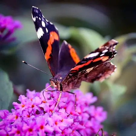 Apartment Tiny House Kotten Kunterbunt *