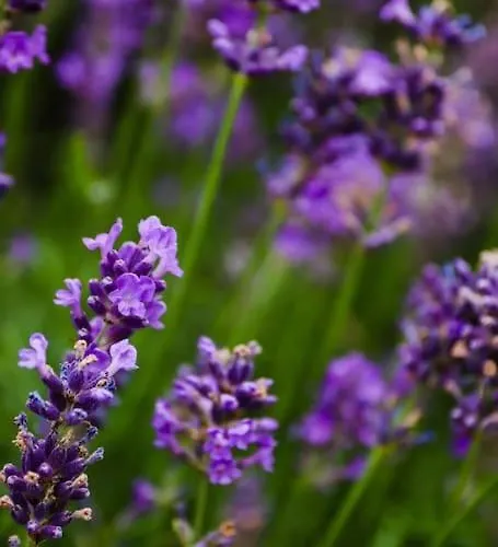 Apartmán Tiny House Kotten Kunterbunt Nottuln