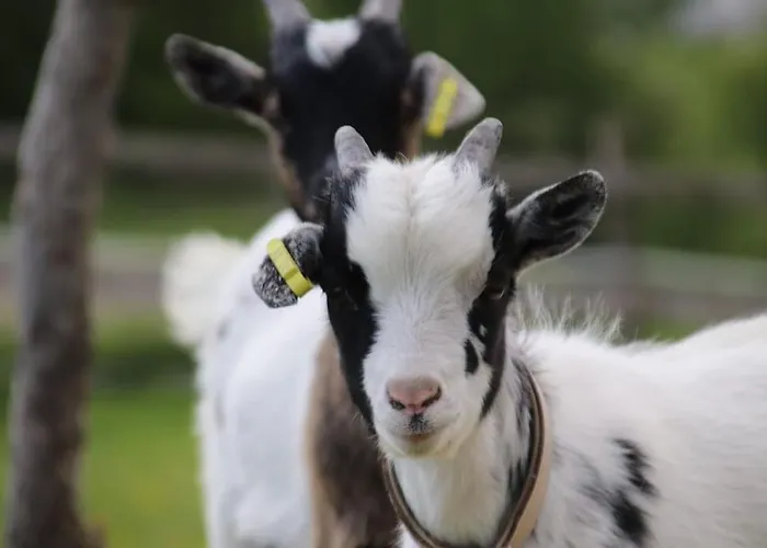 Tiny House Kotten Kunterbunt Nottuln