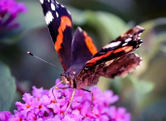 Apartmán Tiny House Kotten Kunterbunt *